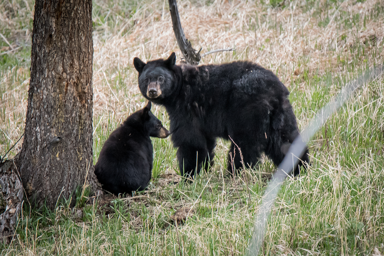 Mother bear attacks Colorado homeowner in backyard