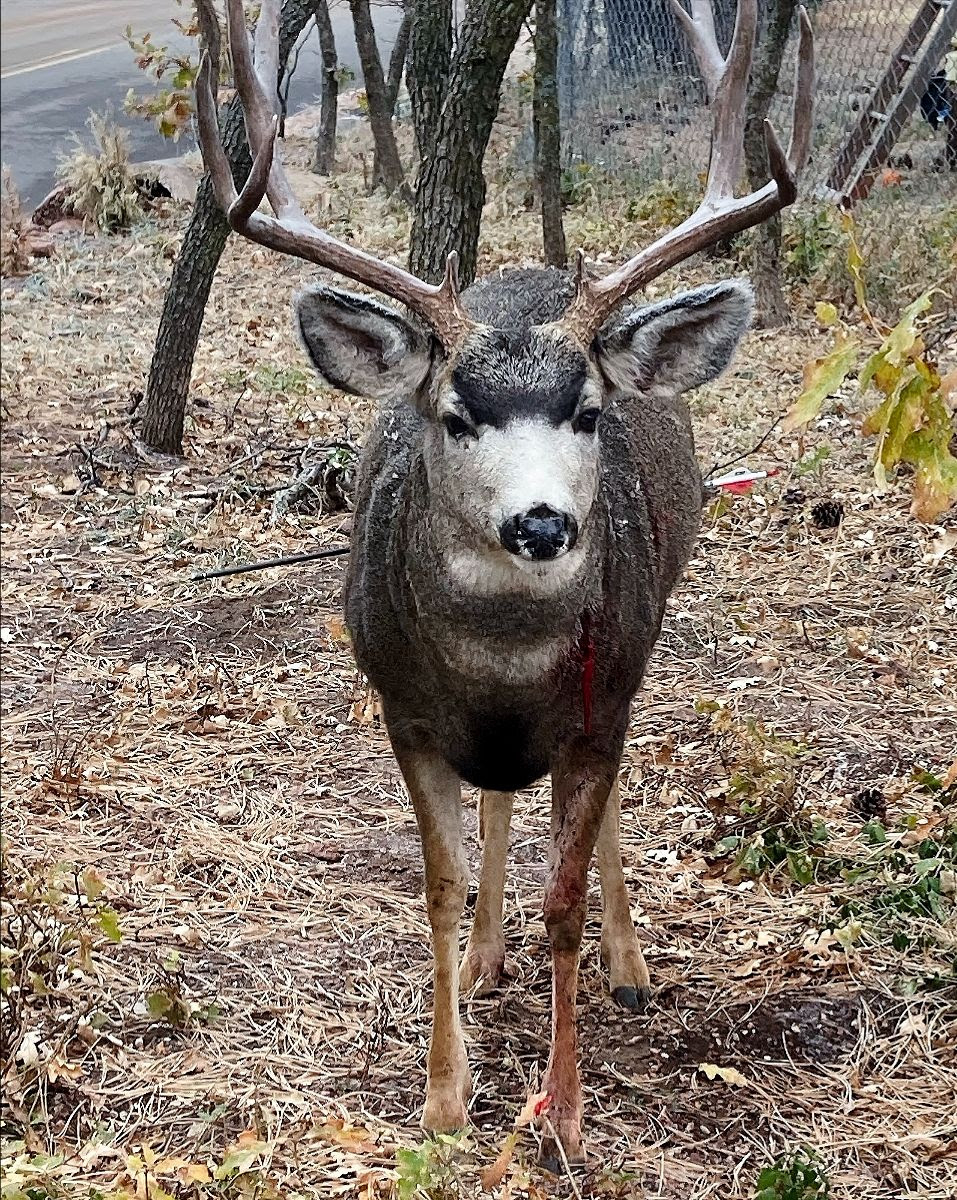 Wildlife authorities seek help in catching poacher who left deer to die