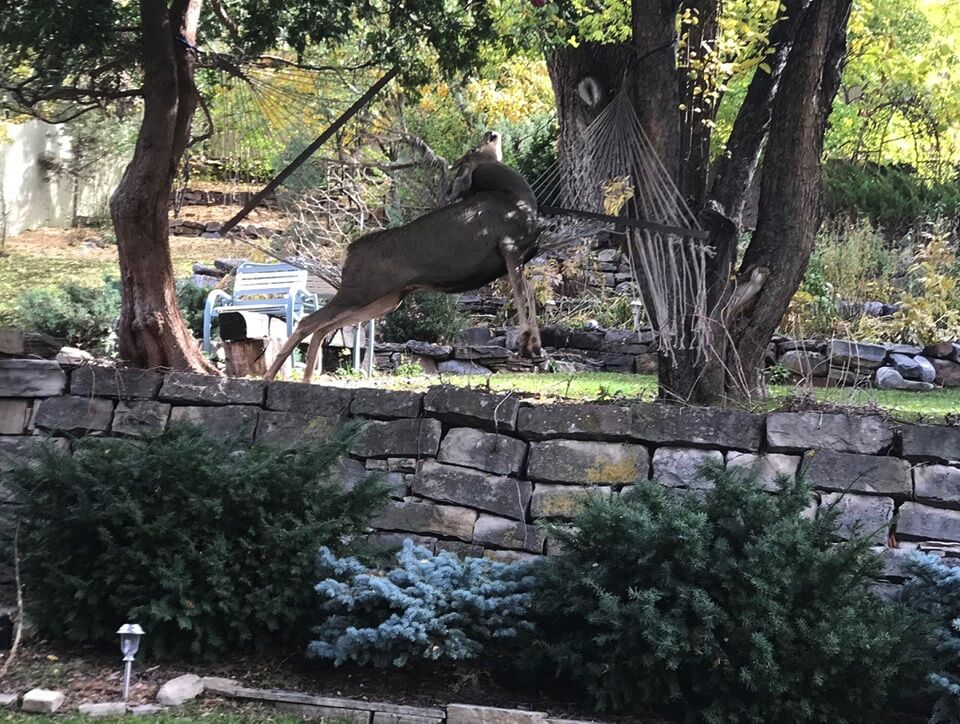 CPW requests Coloradans to remove tangle hazards from yards