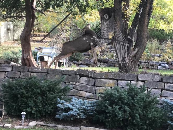This deer tangled in a backyard hammock in Durango. Photo courtesy of Colorado Parks and Wildlife.