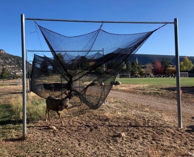 This deer who got stuck in an athletic net, was also was freed by wildlife officers. Photo courtesy of Colorado Parks and Wildlife.