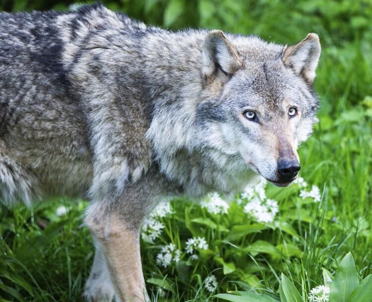Gray wolves reintroduction to Colorado may have hit a snag