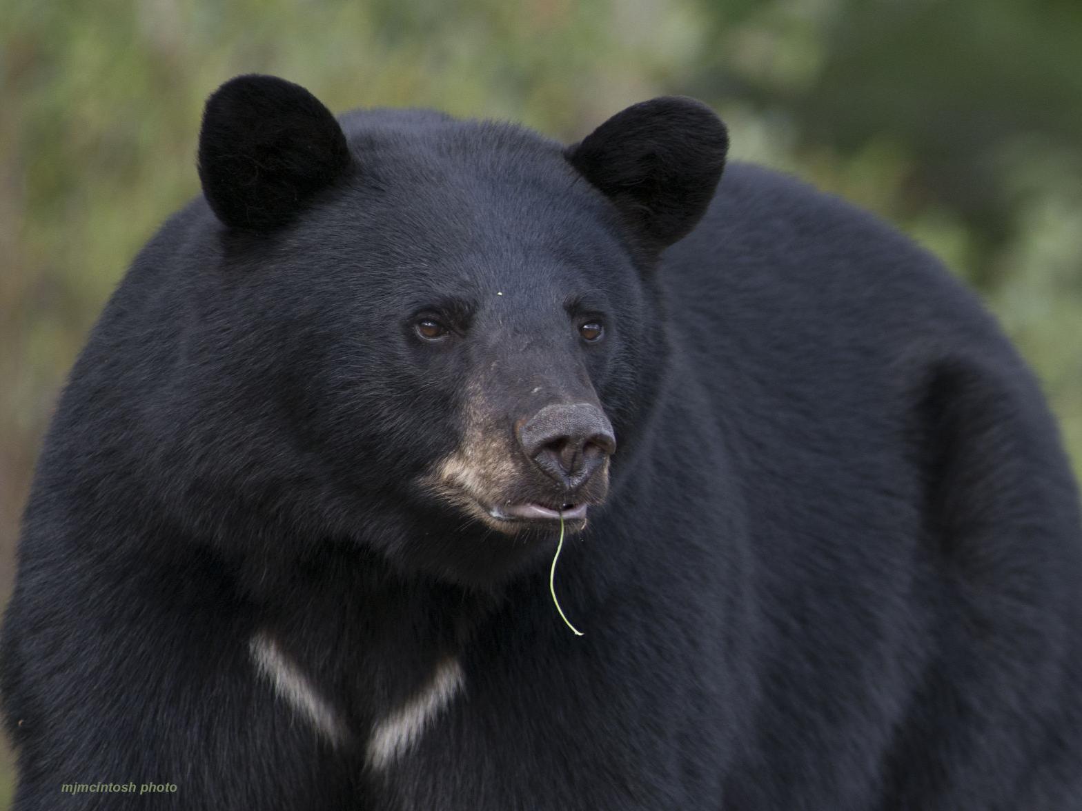 Feeding bears is dangerous, illegal, and inhumane, wildlife officials say