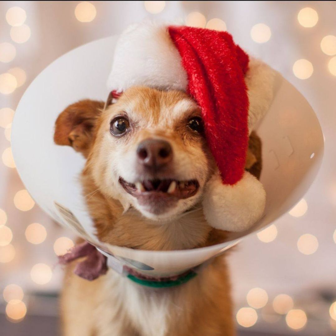 Denver Animal Shelter launches silent auction fundraiser