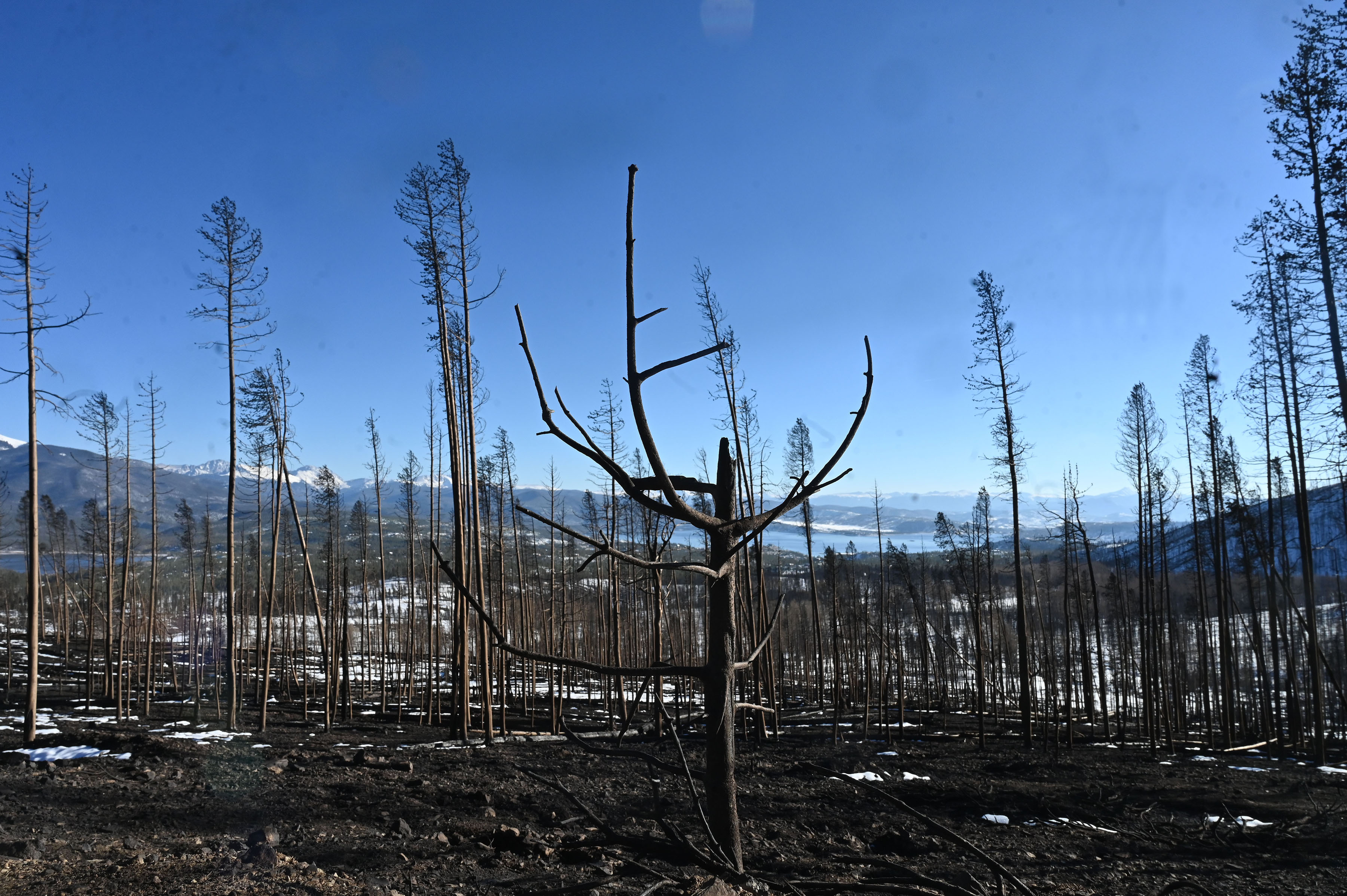 At an overlook of Grand Lake, Colorado, this little tree didn’t stand a chance with the East Troublesome Fire. Sunday, Nov. 1, 2020. (Photo by Jerilee Bennett, The Gazette) (JERILEE BENNETT, THE GAZETTE)