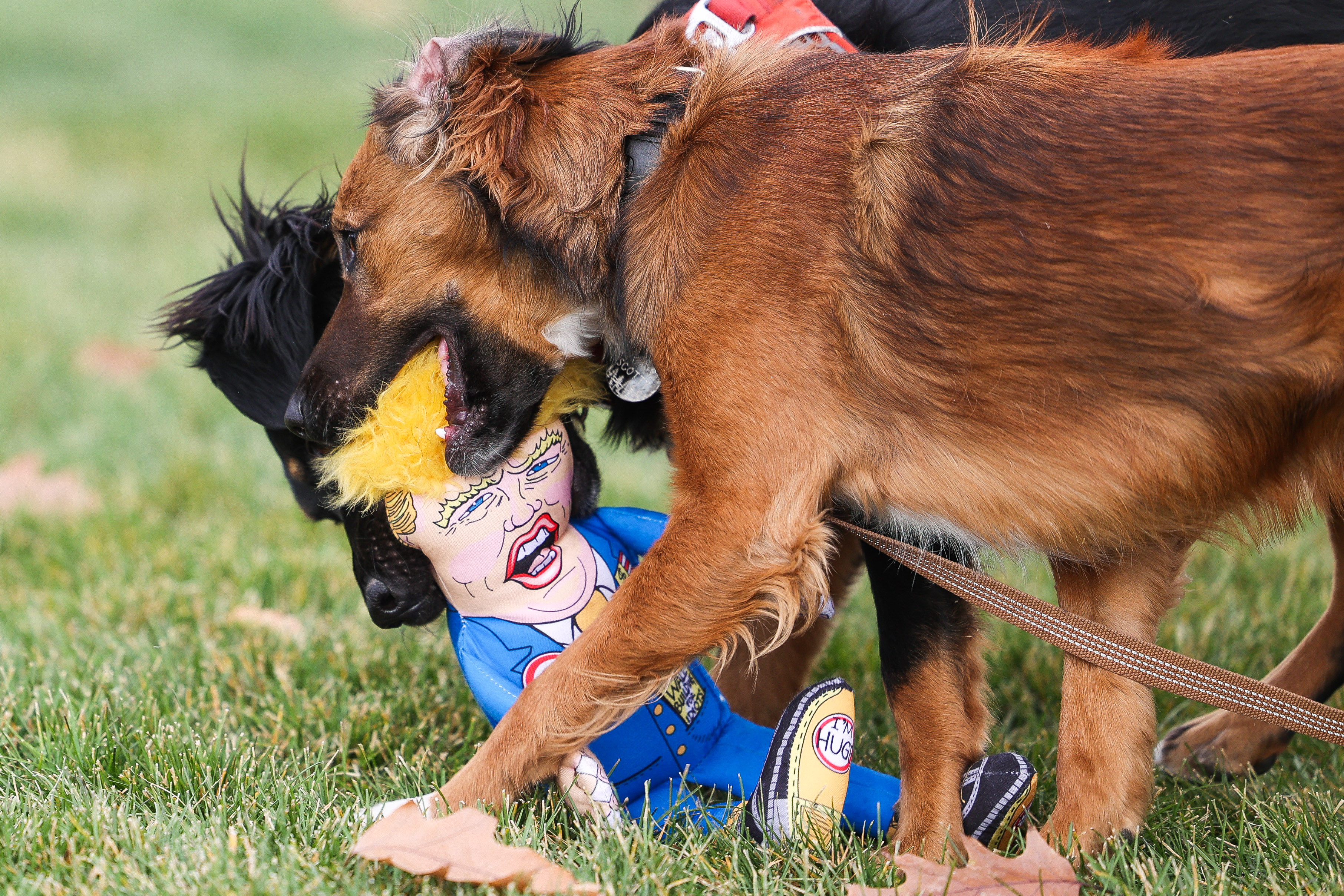 Dogs play with a Donald Trump toy as people celebrate the announcement that Joe Biden was elected as the next president of the United States according to multiple news sources Saturday, Nov. 7, 2020 at Cheeseman Park in Denver. (Michael Ciaglo/Special to The Denver Gazette) (Michael Ciaglo/Special to The De)