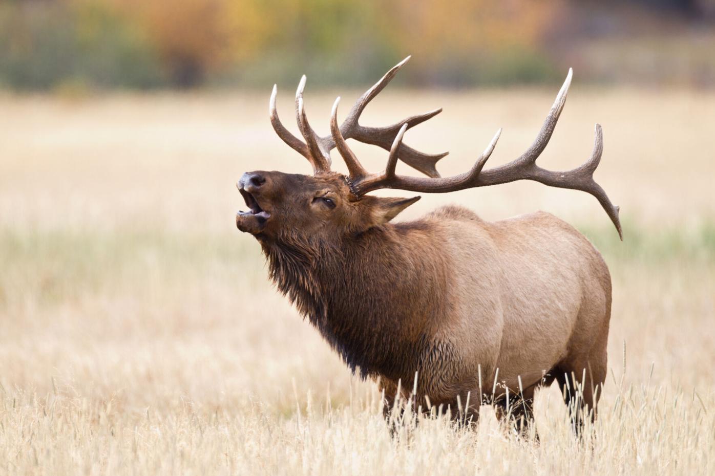 Elk bugling