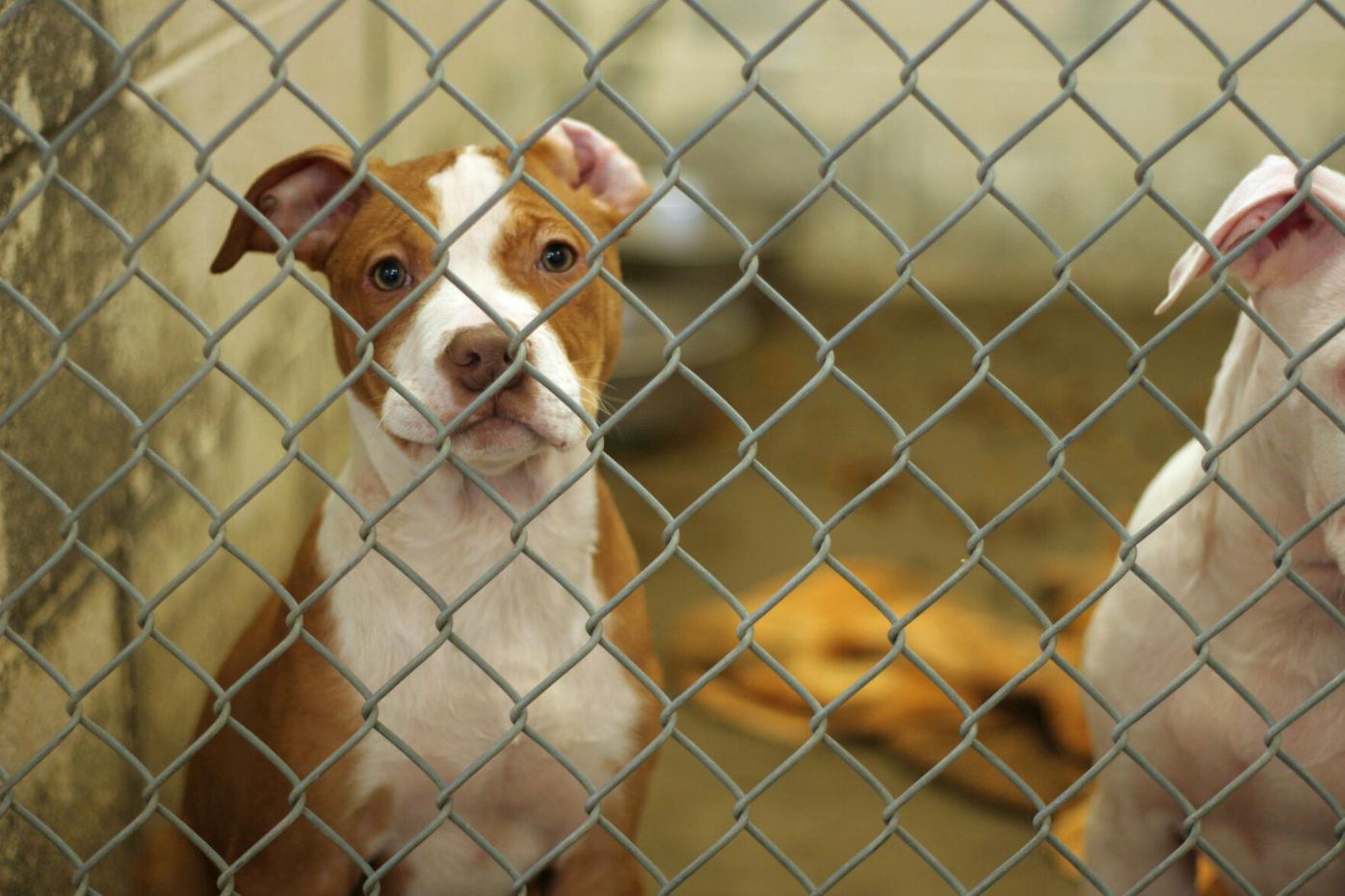 Denver animal shelters ask for help on Giving Tuesday