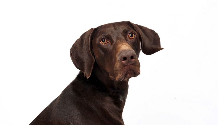 Denver explosive sniffing dog featured in TSA 2021 canine calendar