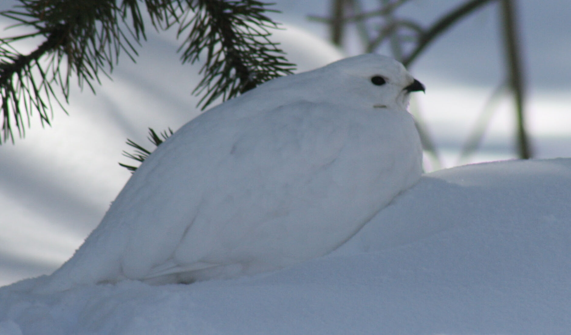 Ptarmigan