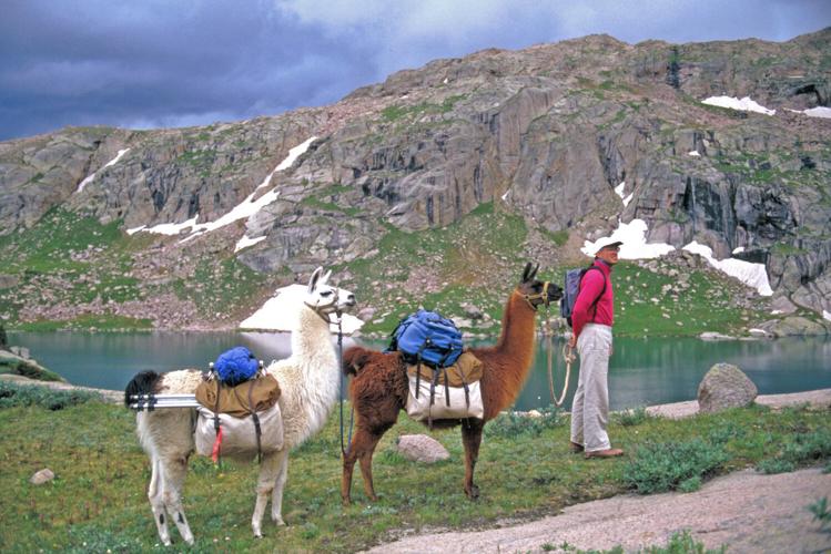 Fielder: John with llamas San Juan Mountains 1980s.jpg
