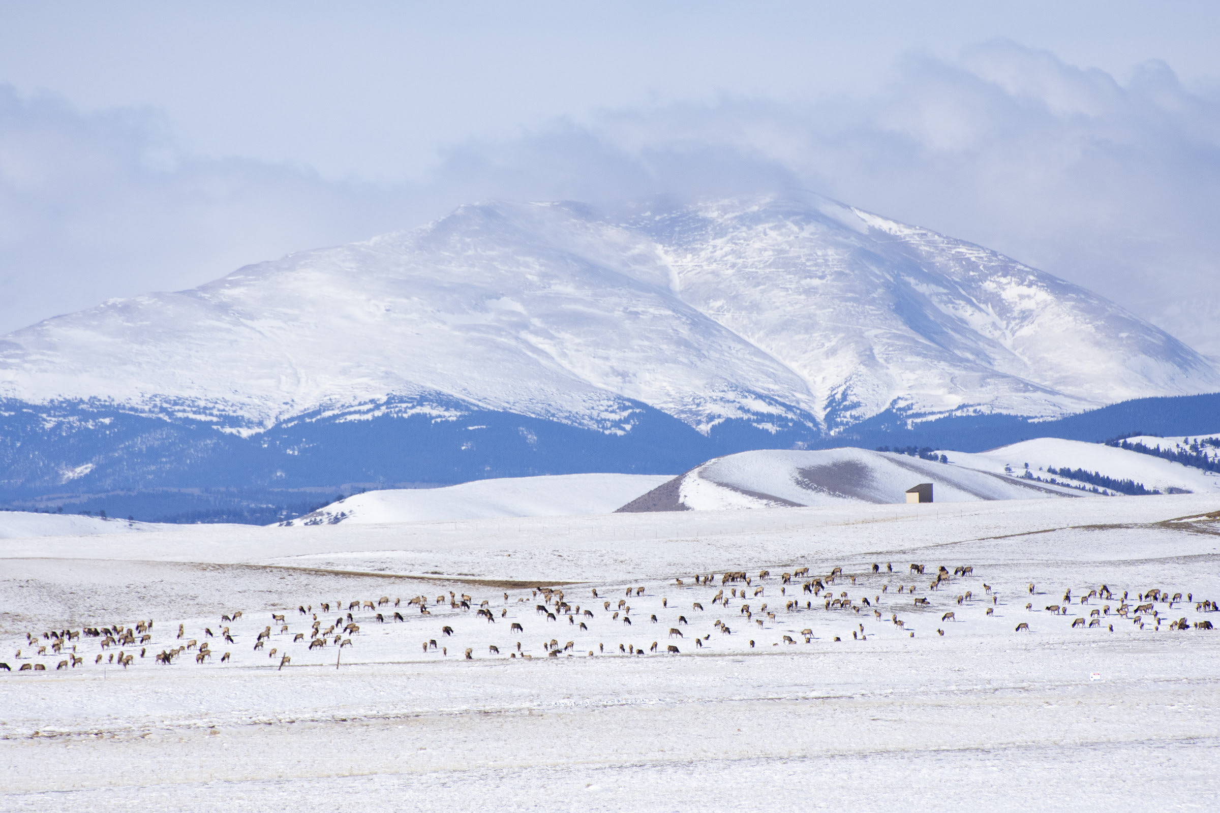 Colorado Parks and Wildlife begins multi-year studies on Front Range mule deer, elk