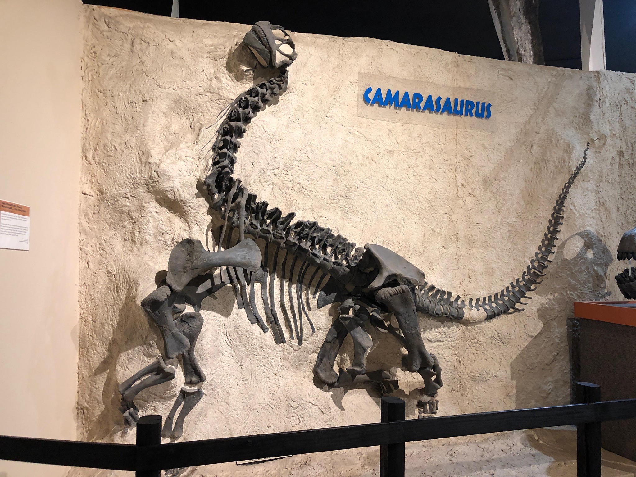 6. Dinosaur Journey Museum (Fruita)Just a 30-minute drive west from Rabbit Valley is the Dinosaur Journey Museum in Fruita. This museum features Colorado's most popular robotic dinosaurs. Examine real dinosaur fossils, dig into hands-on exhibits, experience a simulated earthquake, and see a working paleontology laboratory at this museum in Fruita.Photo Credit: Sharon Hahn Darlin (flickr).