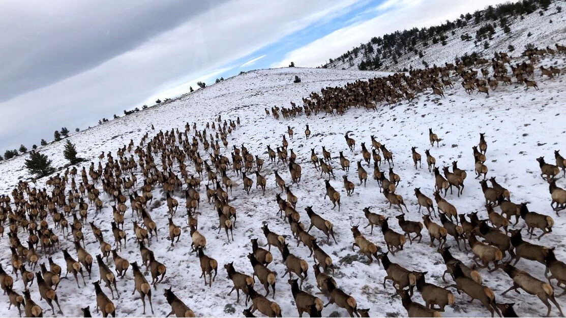 Northern Colorado elk population weathers Cameron Peak fire