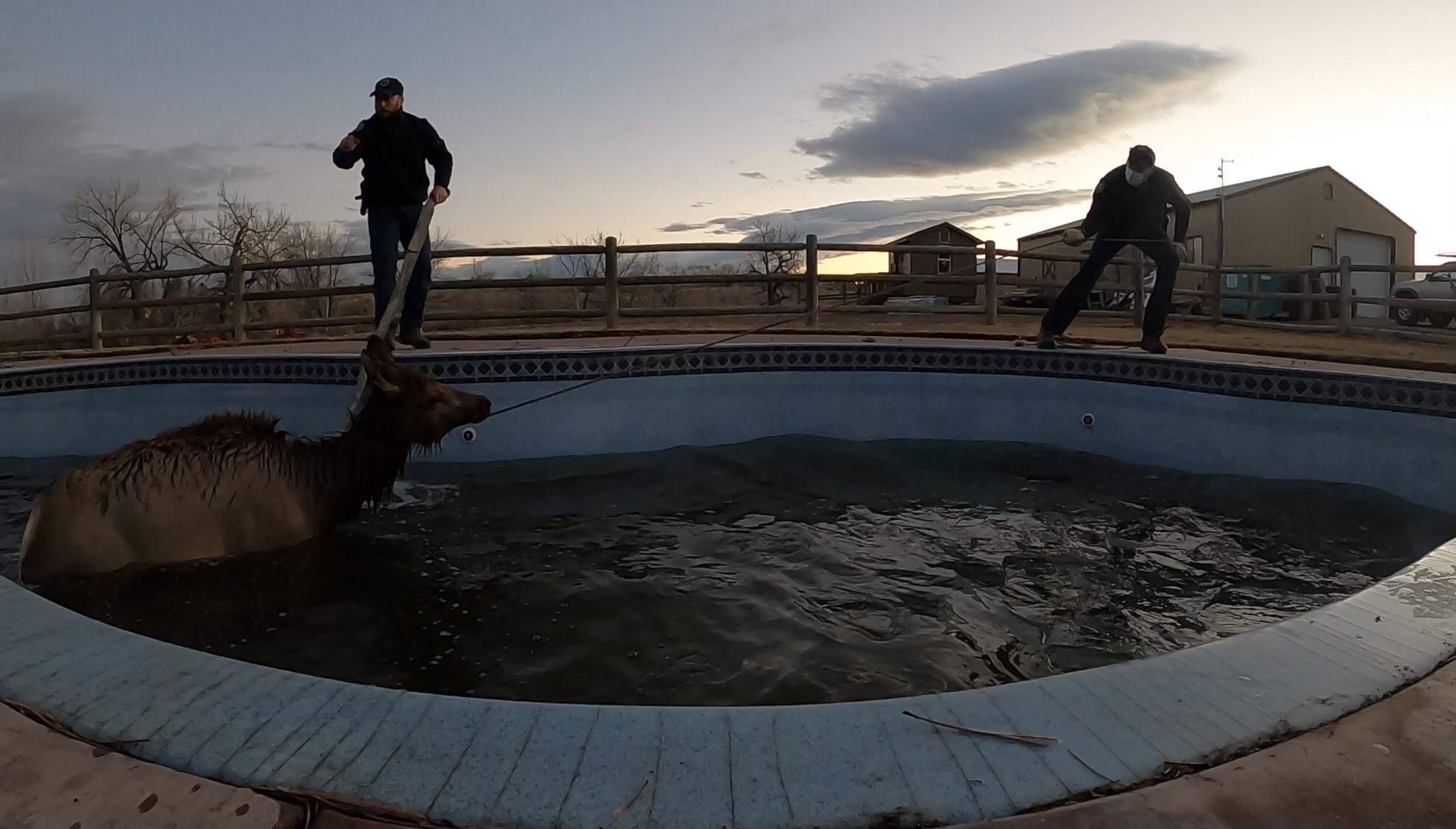 500-pound elk rescued from backyard swimming pool in Loveland