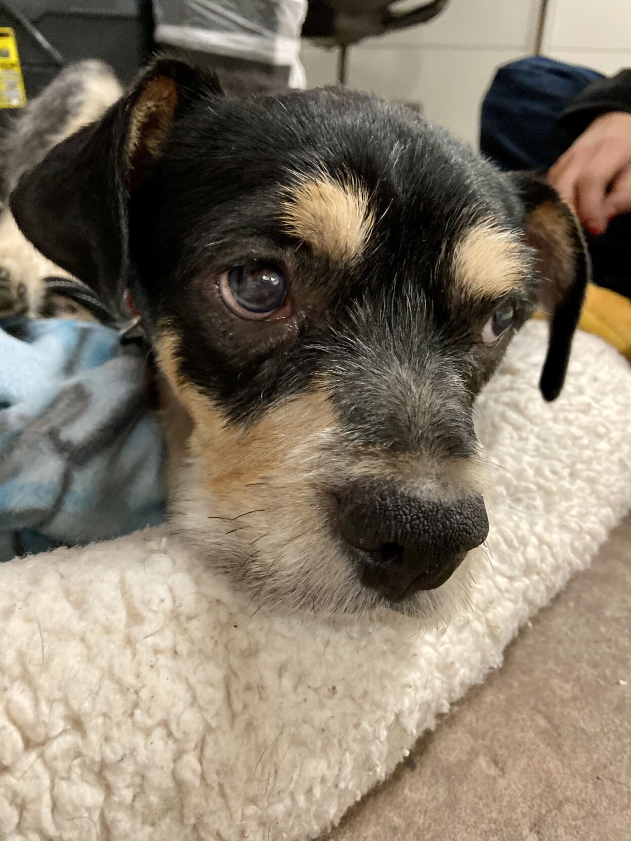 Photo courtesy of the Humane Society of the Pikes Peak Region.