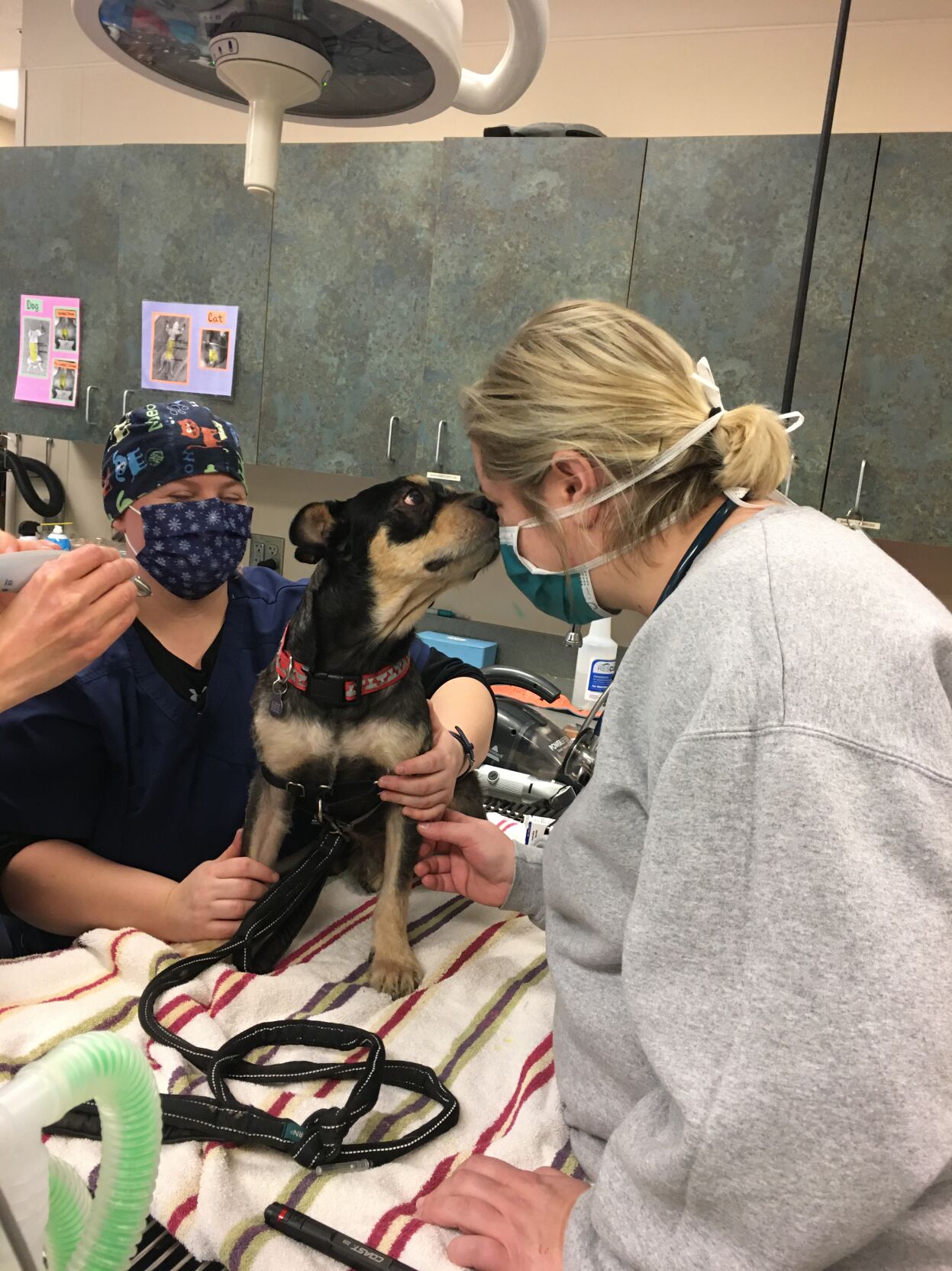 Dog rescued from abuse, Colorado Springs man suspected of felony animal cruelty