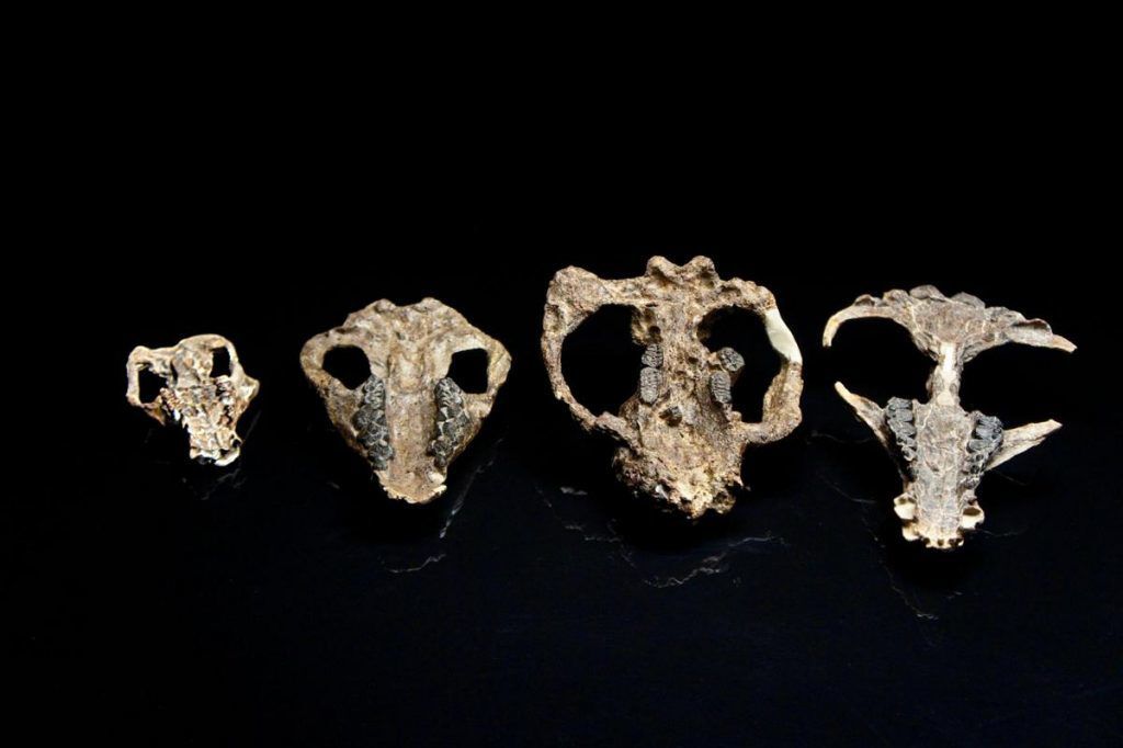 Colorado’s mountains, canyons, plains, and valleys all hold insights to what prehistoric days looked like in the region. Current research in the state continues to reveal new discoveries, such as a 2019 discovery in Colorado Springs when researchers from the Denver Museum of Nature and Science unearthed the cranium of the carsioptychus, a pig-like creature, at Corral Bluffs. The scientists believe the findings are a window into the beginning of our modern era and it’s likely that many more dinosaur discoveries in Colorado are waiting to be uncovered.Pictured: A collection of four mammal skulls collected from Corral Bluffs.Photo Credit: HHMI Tangled Bank Studios.