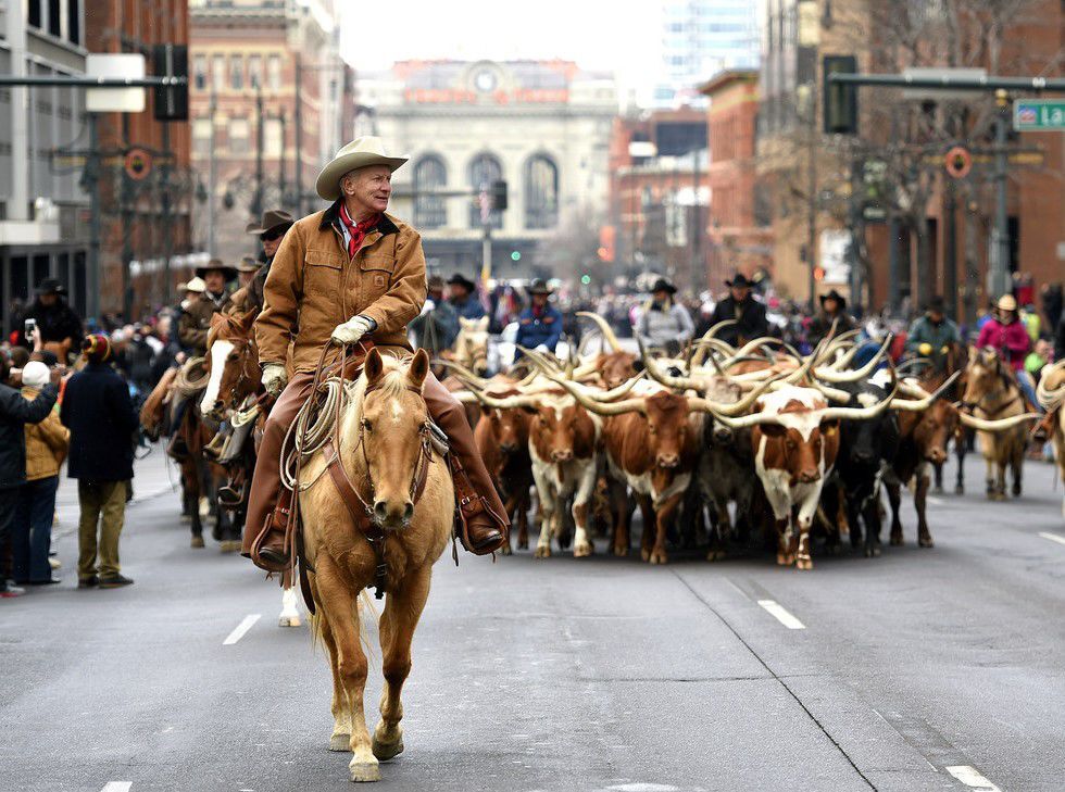 Stan Searle of Monument leads Texas longhorns through downtown Denver, kicking off the 2016 National Western Stock Show. (Courtesy of Charlie Searle)