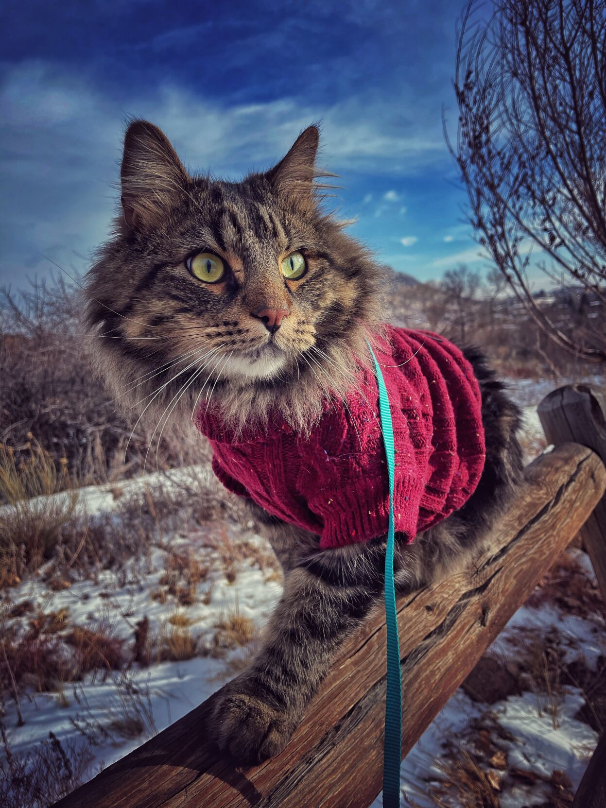 Colorado couple turned their ‘adventure kitty’ into their hiking companion