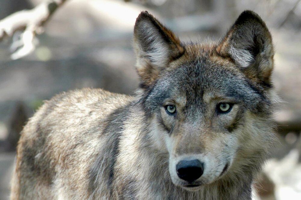 ‘Take it nice and slow’ with Colorado’s wolf reintroduction plan, says panel in charge of approval