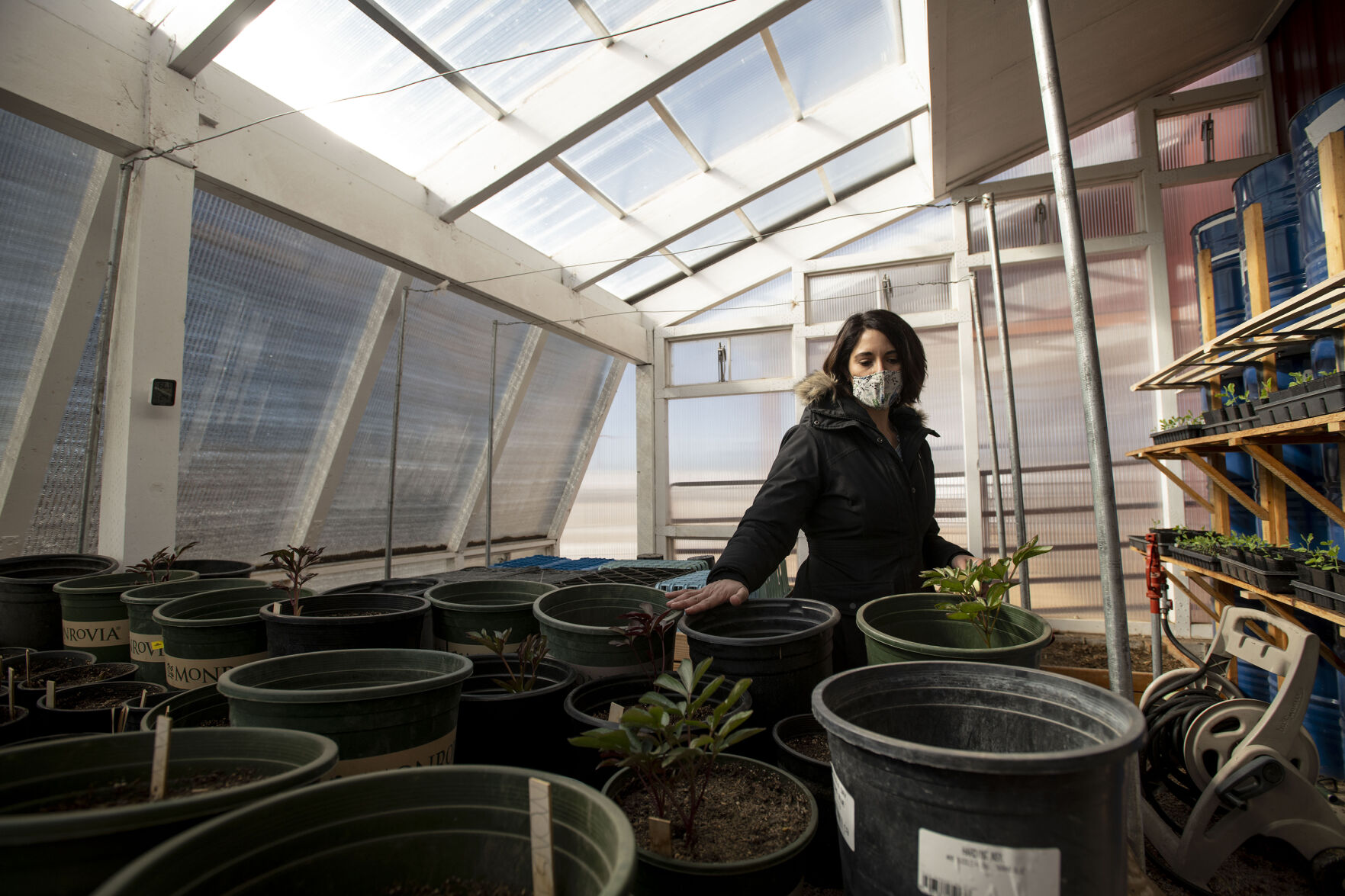 Nikki McComsey, owner of Gather Mountain Blooms, points to pots in a green house located inside the barn that she is growing flowers for her flower farm at Venetucci Farm in Security on Friday, Feb. 26, 2021. McComsey is leasing a portion of the farm to grow a variety of flowers and will be managing the property for weddings and events including the Fall Festival. Contamination of the Widefield aquifer, which was saturated with perfluorinated compounds originating from Peterson Air Force base firefighting foam, forced the farm to stop selling edible goods in 2016. (Chancey Bush/ The Gazette) (Chancey Bush/ The Gazette)