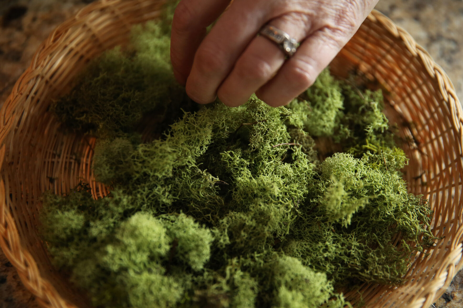 Courtney Arnstein grabs a small bunch of moss from a basket while working on a new piece of art at her home in Colorado Springs on Feb. 12, 2021. (Forrest Czarnecki/The Gazette) (Forrest Czarnecki/The Gazette)