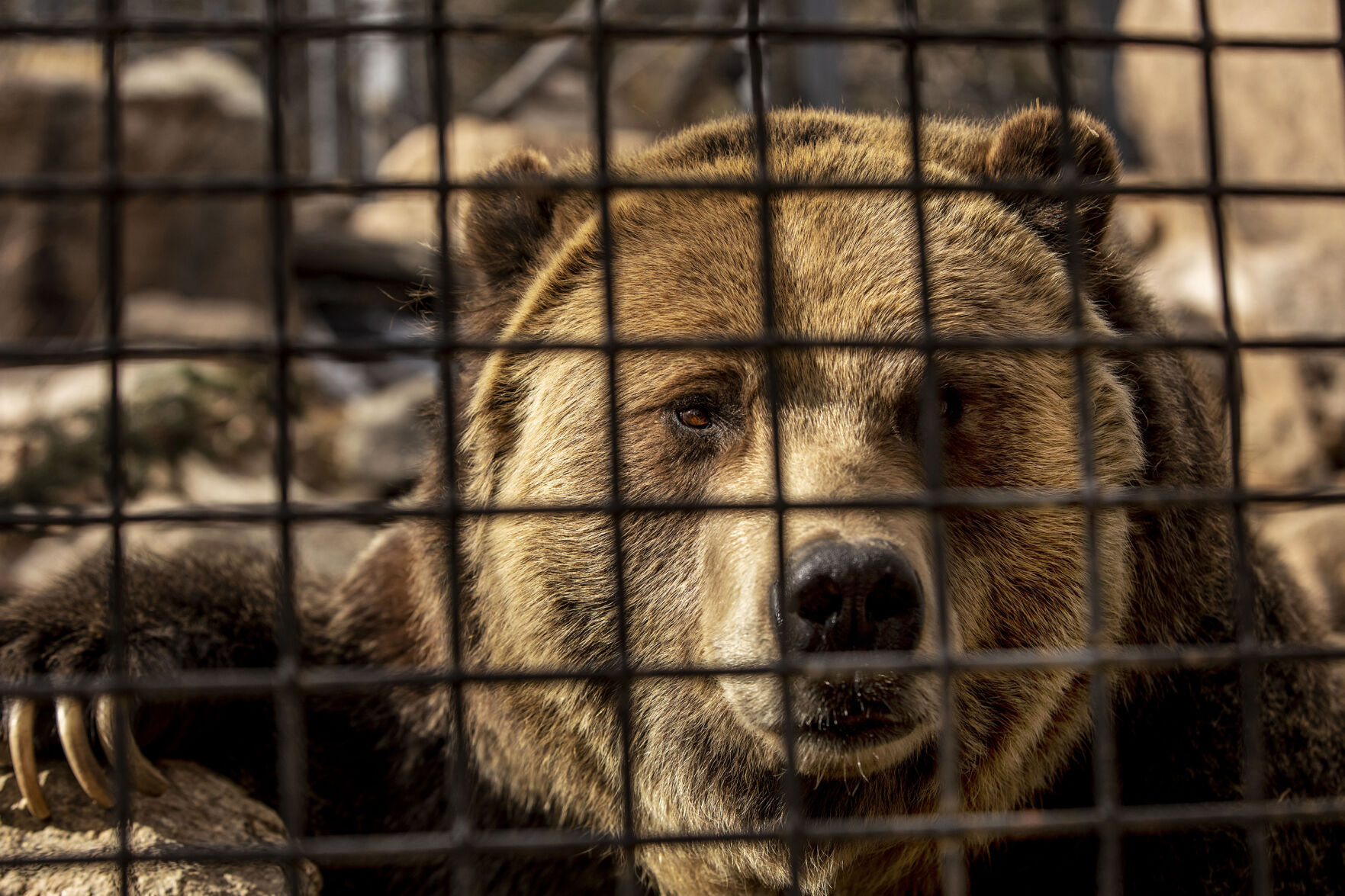 Emmett the grizzly at the Rocky Mountain Wild exhibit at Cheyenne Mountain Zoo in Colorado Springs, pictured on Feb. 9, 2021. Emmett and Digger weigh around 700- to 800-pounds. (Chancey Bush/ The Gazette) (Chancey Bush/ The Gazette)