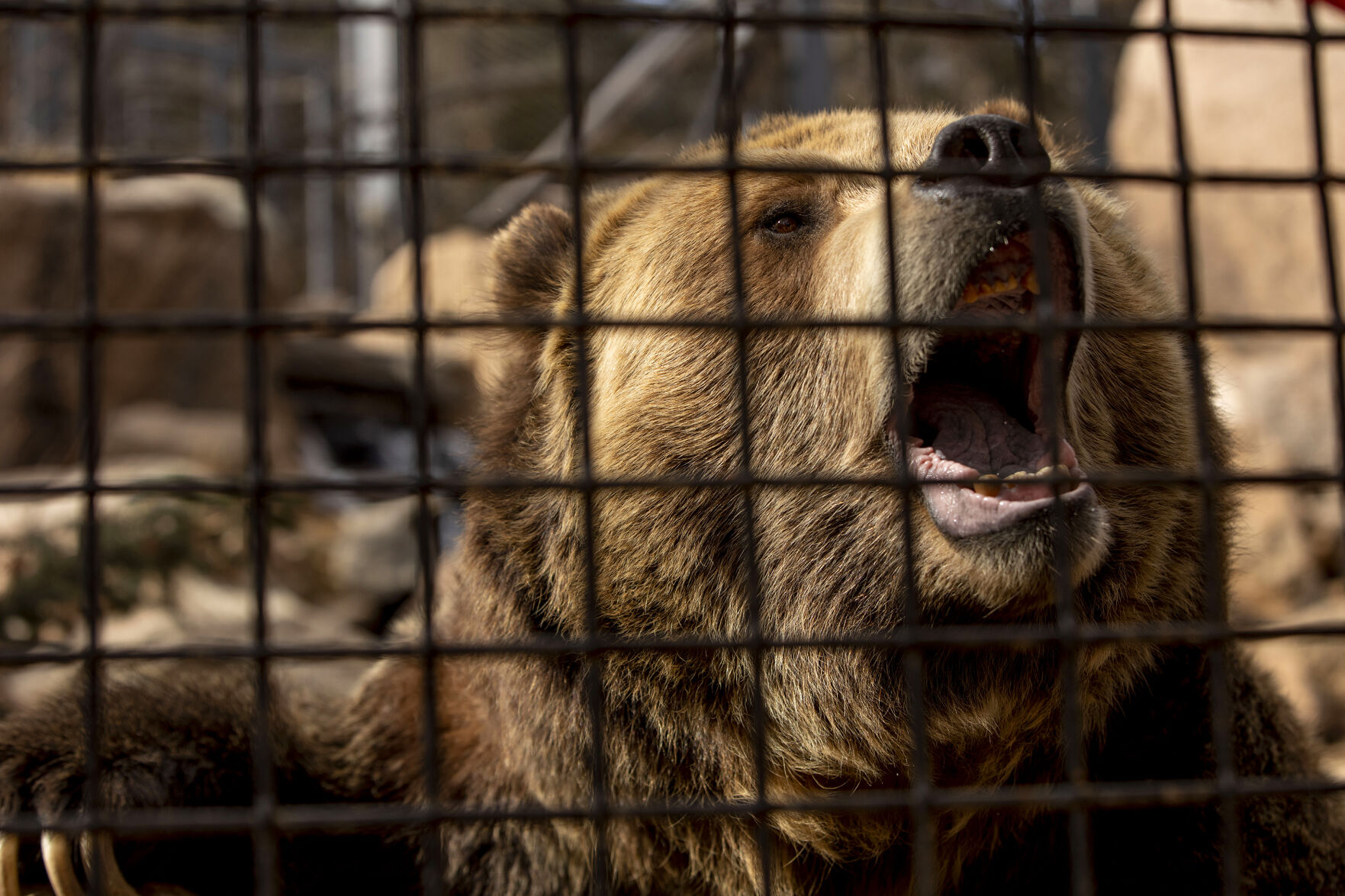 Emmett the grizzly at the Rocky Mountain Wild exhibit at Cheyenne Mountain Zoo in Colorado Springs, pictured on Feb. 9, 2021. Emmett and Digger weigh around 700- to 800-pounds. (Chancey Bush/ The Gazette) (Chancey Bush/ The Gazette)