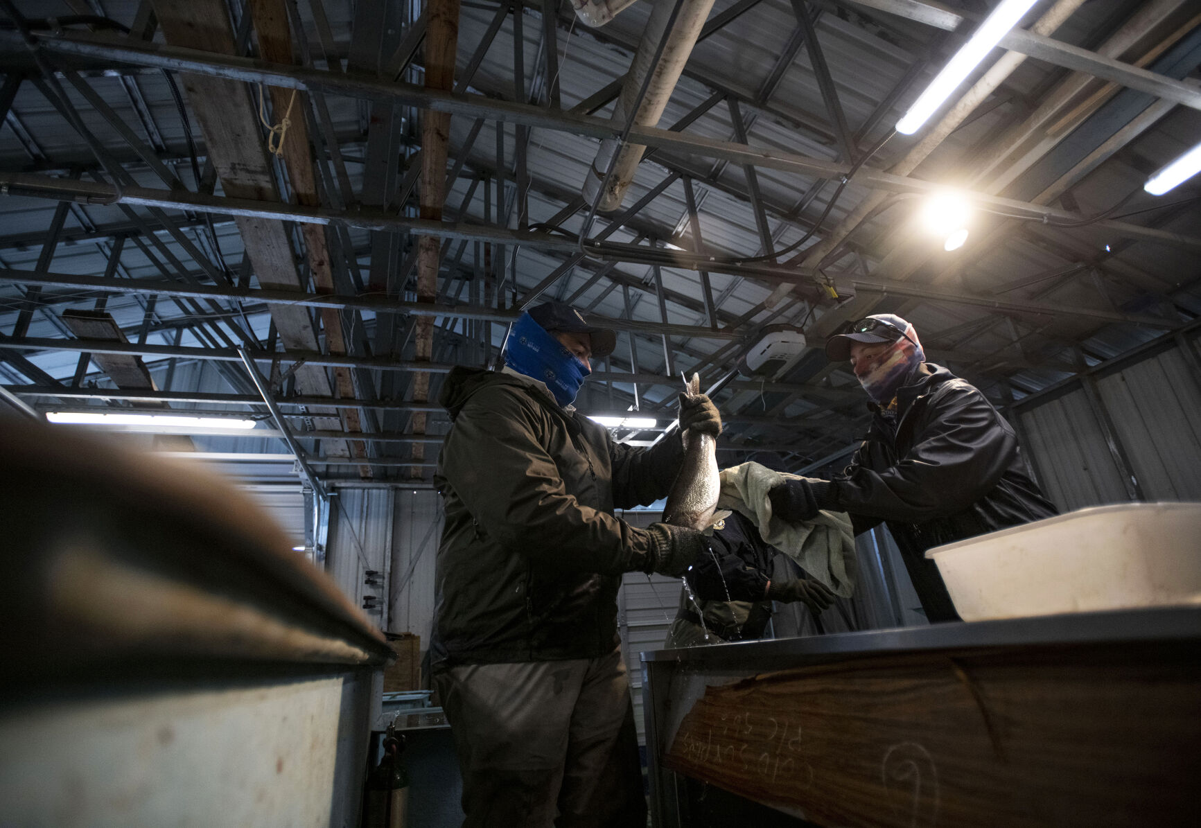 Colorado Parks and Wildlife conduct their version of March Madness, the annual walleye spawning operation at Pueblo Lake in Pueblo, Colo., on Tuesday, March 23, 2021. Colorado Parks and Wildlife's goal this year is 120 million eggs statewide, with roughly 30 million to come from Lake Pueblo. 