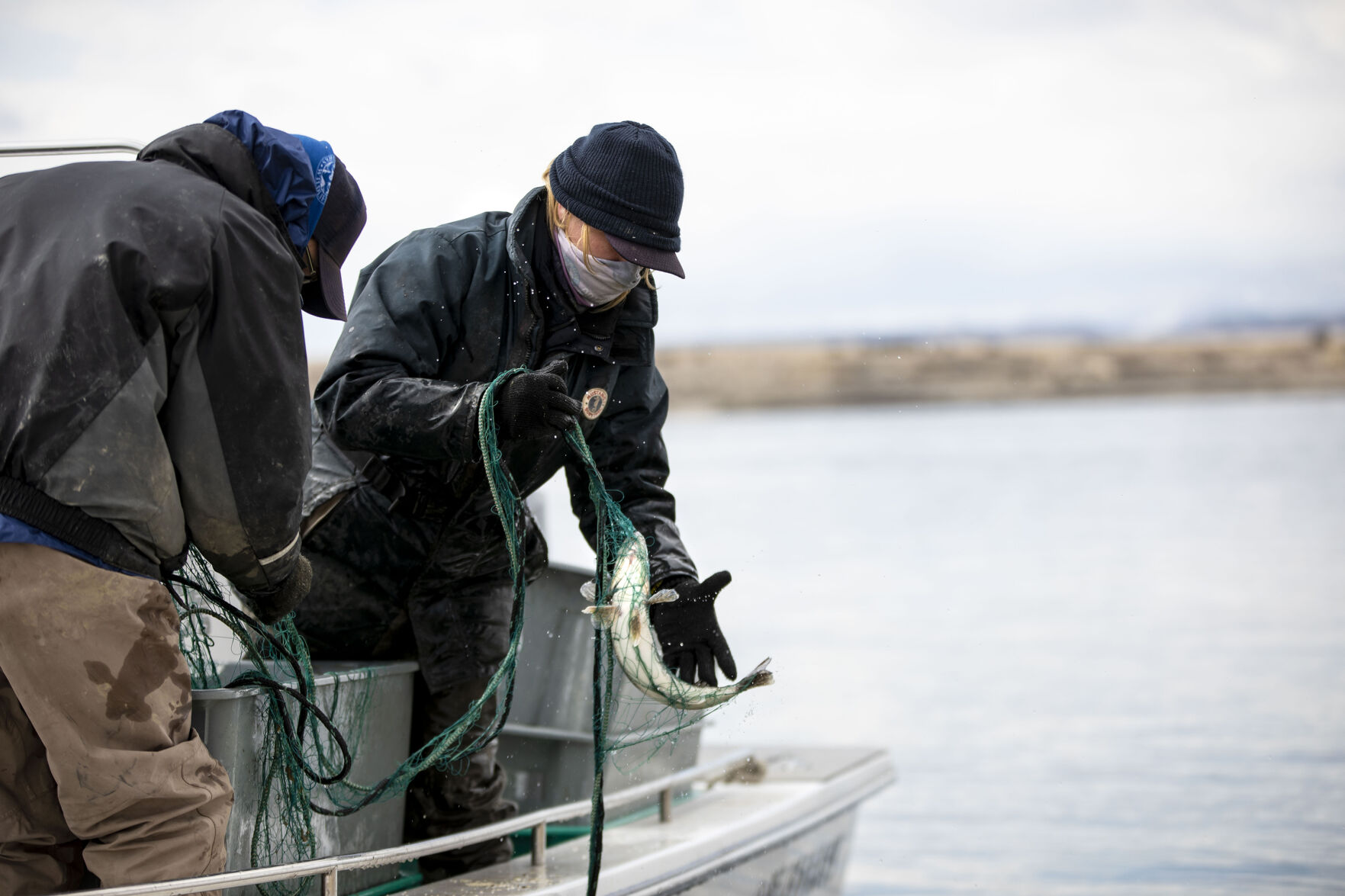 Cassidy English, District Wildlife Manager for Colorado Parks and Wildlife, pulls walleye fish from nets from Lake Pueblo State Park as Colorado Parks and Wildlife conduct their version of March Madness, the annual walleye spawning operation in Pueblo, Colo., on Tuesday, March 23, 2021. Colorado Parks and Wildlife's goal this year is 120 million eggs statewide, with roughly 30 million to come from Lake Pueblo. 