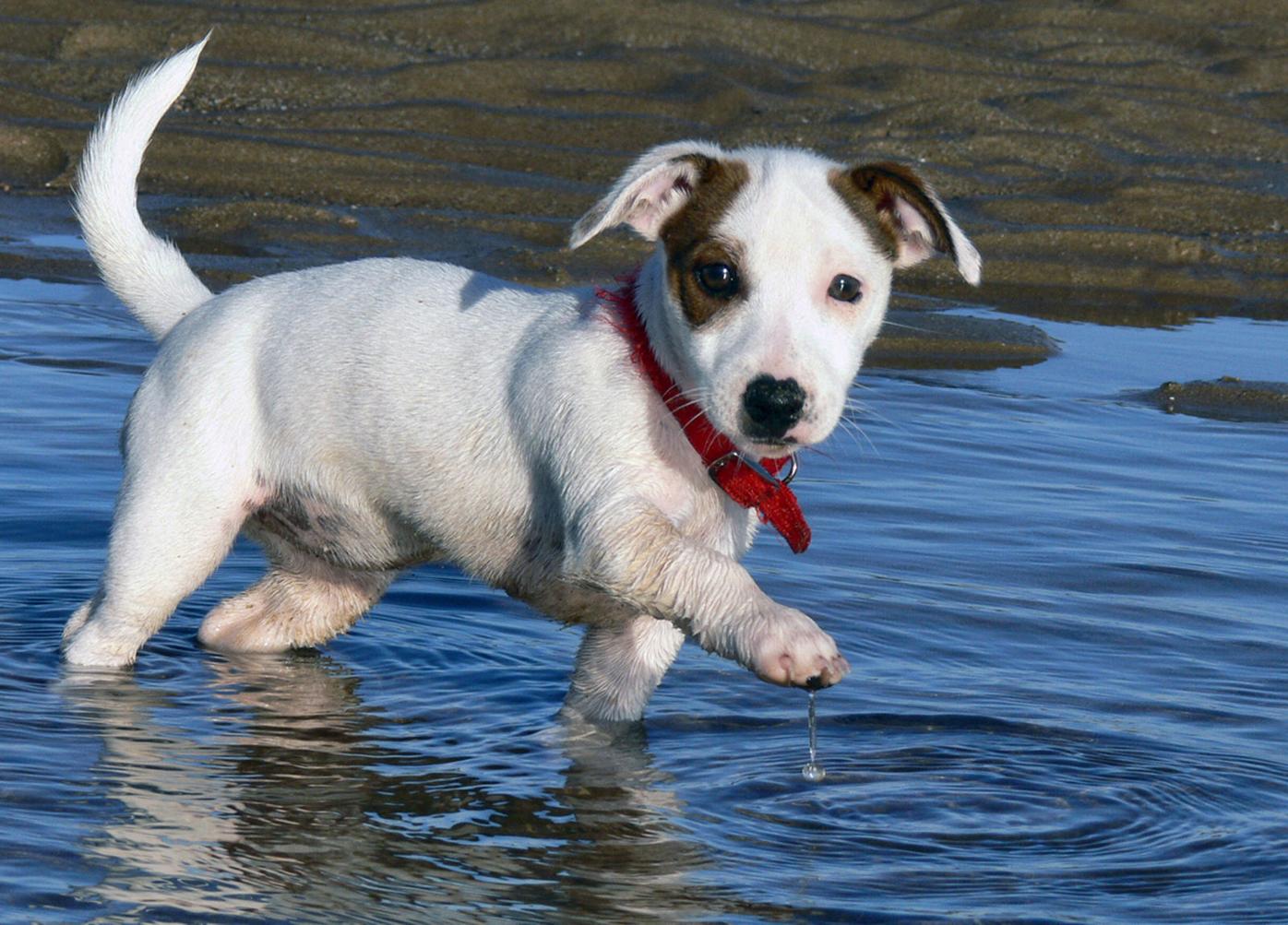 Jack Russell puppy (copy) (copy)
