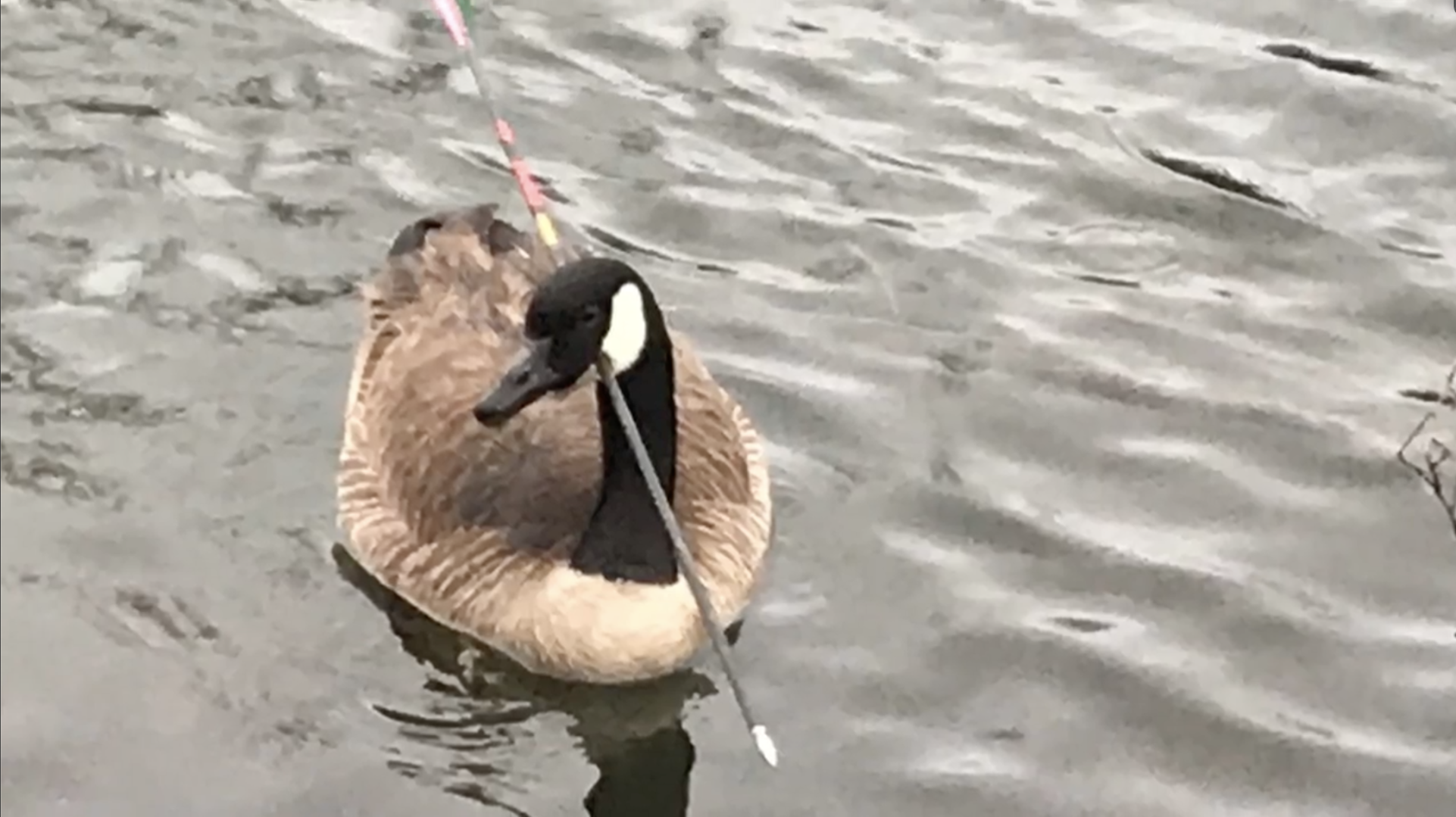 Goose shot in head by arrow in Boulder rescued, expected to recover
