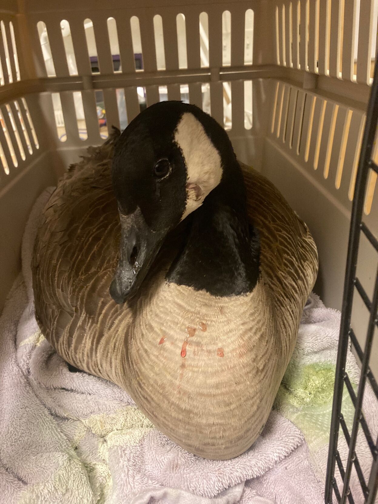 Goose shot in head with arrow has successful surgery, Boulder police searching for suspect