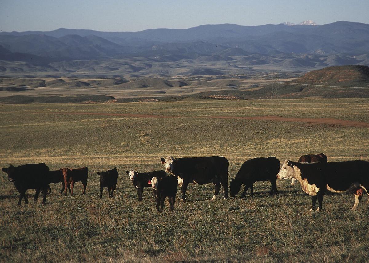 Coalition fights back against ballot measure that seeks to limit standard livestock husbandry practices