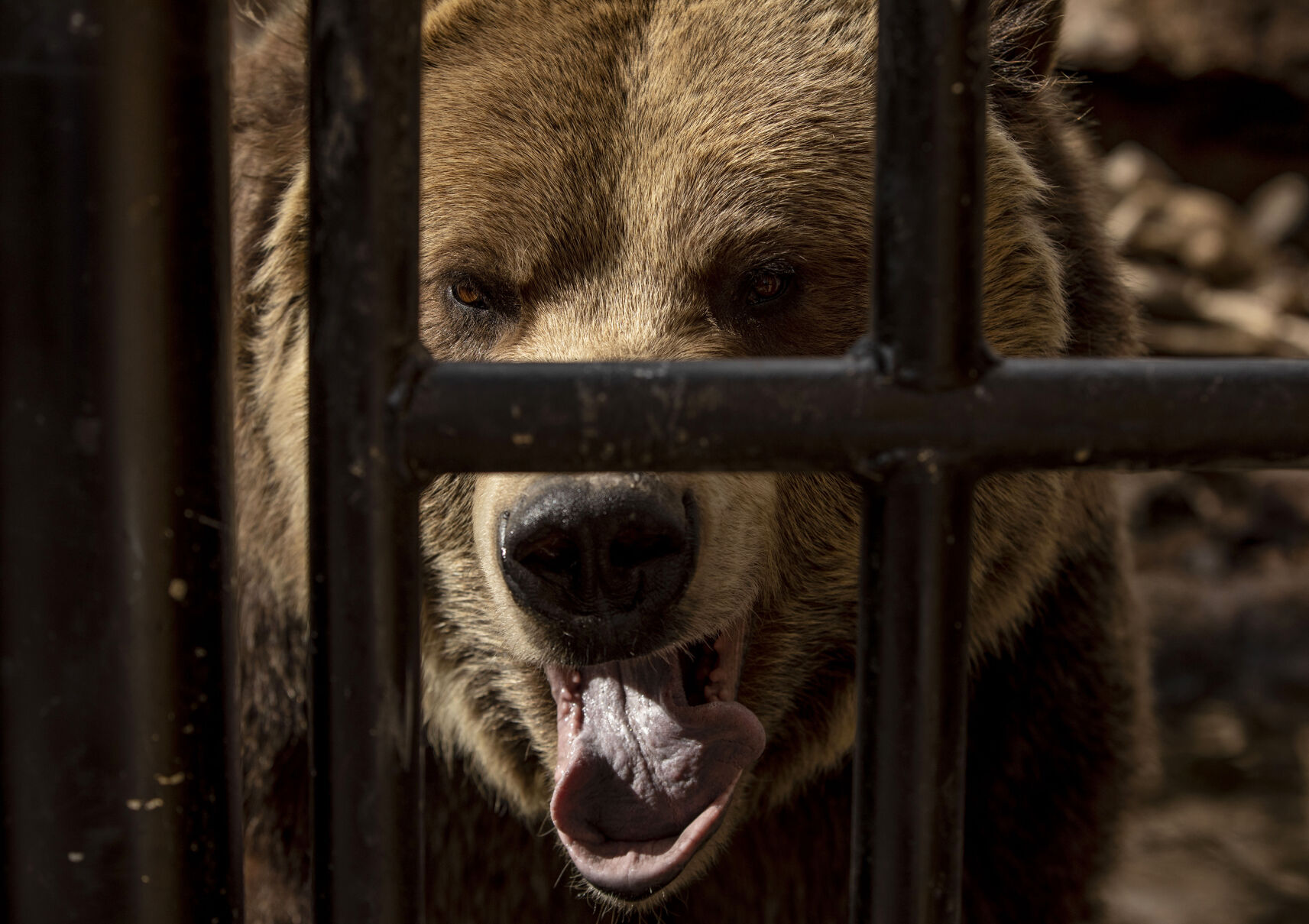 Emmett the grizzly at the Rocky Mountain Wild exhibit at Cheyenne Mountain Zoo in Colorado Springs, pictured on Feb. 9, 2021. Emmett and Digger weigh around 700- to 800-pounds. (Chancey Bush/ The Gazette) (Chancey Bush/ The Gazette)