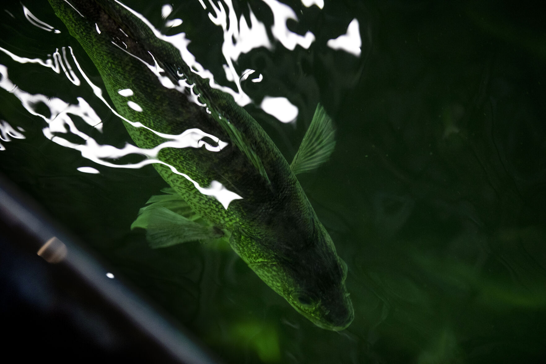 Colorado Parks and Wildlife conduct their version of March Madness, the annual walleye spawning operation at Pueblo Lake in Pueblo, Colo., on Tuesday, March 23, 2021. Colorado Parks and Wildlife's goal this year is 120 million eggs statewide, with roughly 30 million to come from Lake Pueblo. 