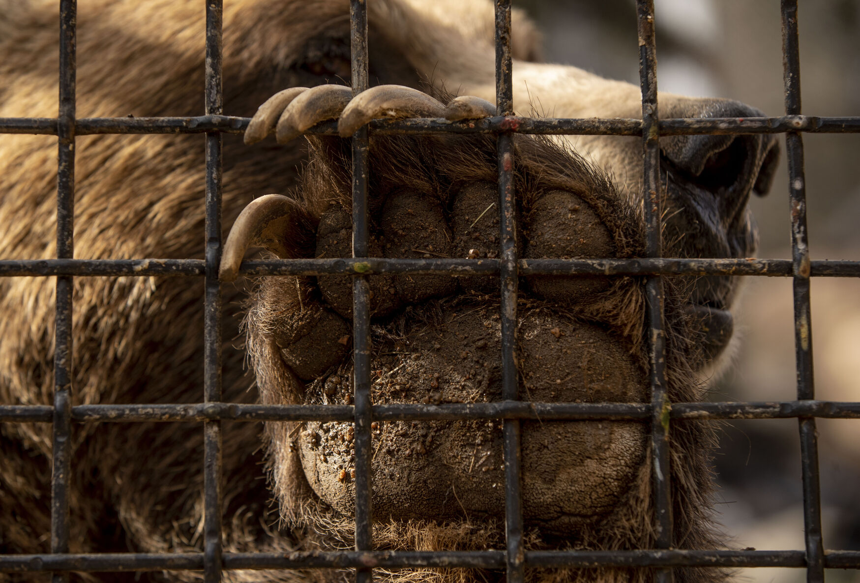Digger the grizzly bear shows off his massive paw. Watch a video of Digger and Emmett at gazette.com. (Chancey Bush/ The Gazette)