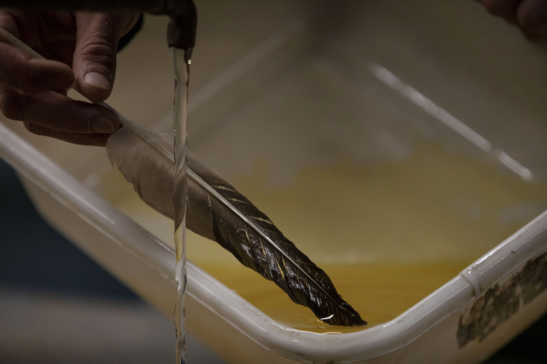 Colorado Parks and Wildlife conduct their version of March Madness, the annual walleye spawning operation at Pueblo Lake in Pueblo, Colo., on Tuesday, March 23, 2021. Colorado Parks and Wildlife's goal this year is 120 million eggs statewide, with roughly 30 million to come from Lake Pueblo. 