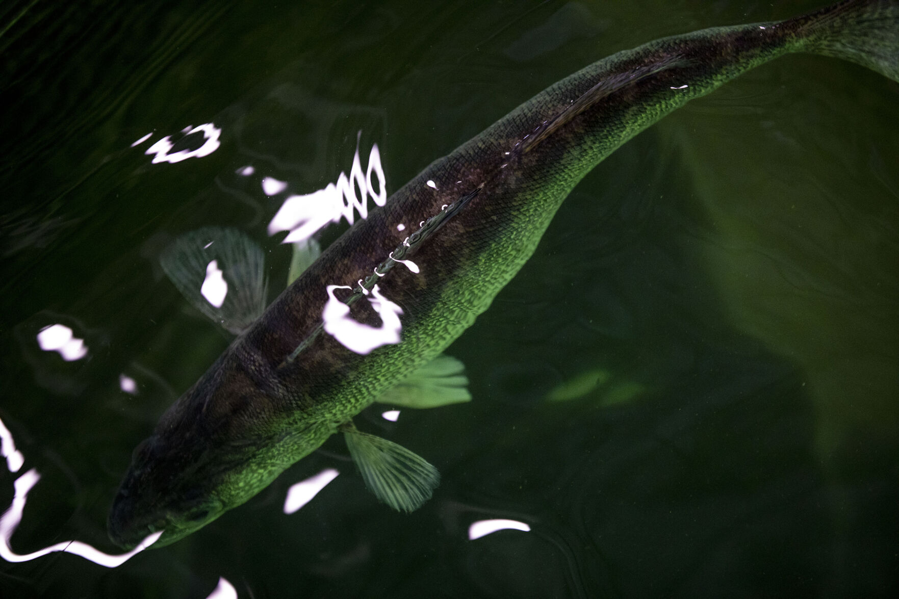 Colorado Parks and Wildlife conduct their version of March Madness, the annual walleye spawning operation at Pueblo Lake in Pueblo, Colo., on Tuesday, March 23, 2021. Colorado Parks and Wildlife's goal this year is 120 million eggs statewide, with roughly 30 million to come from Lake Pueblo. 