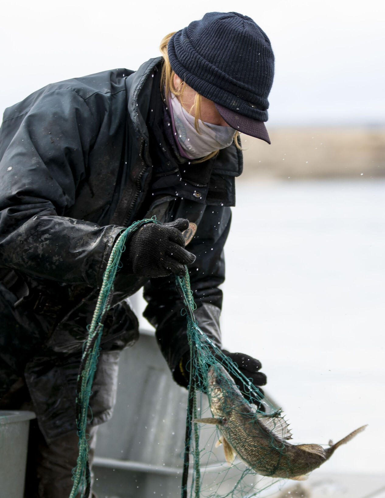 Cassidy English, District Wildlife Manager for Colorado Parks and Wildlife, pulls walleye fish from nets from Lake Pueblo State Park as Colorado Parks and Wildlife conduct their version of March Madness, the annual walleye spawning operation in Pueblo, Colo., on Tuesday, March 23, 2021. Colorado Parks and Wildlife's goal this year is 120 million eggs statewide, with roughly 30 million to come from Lake Pueblo. 