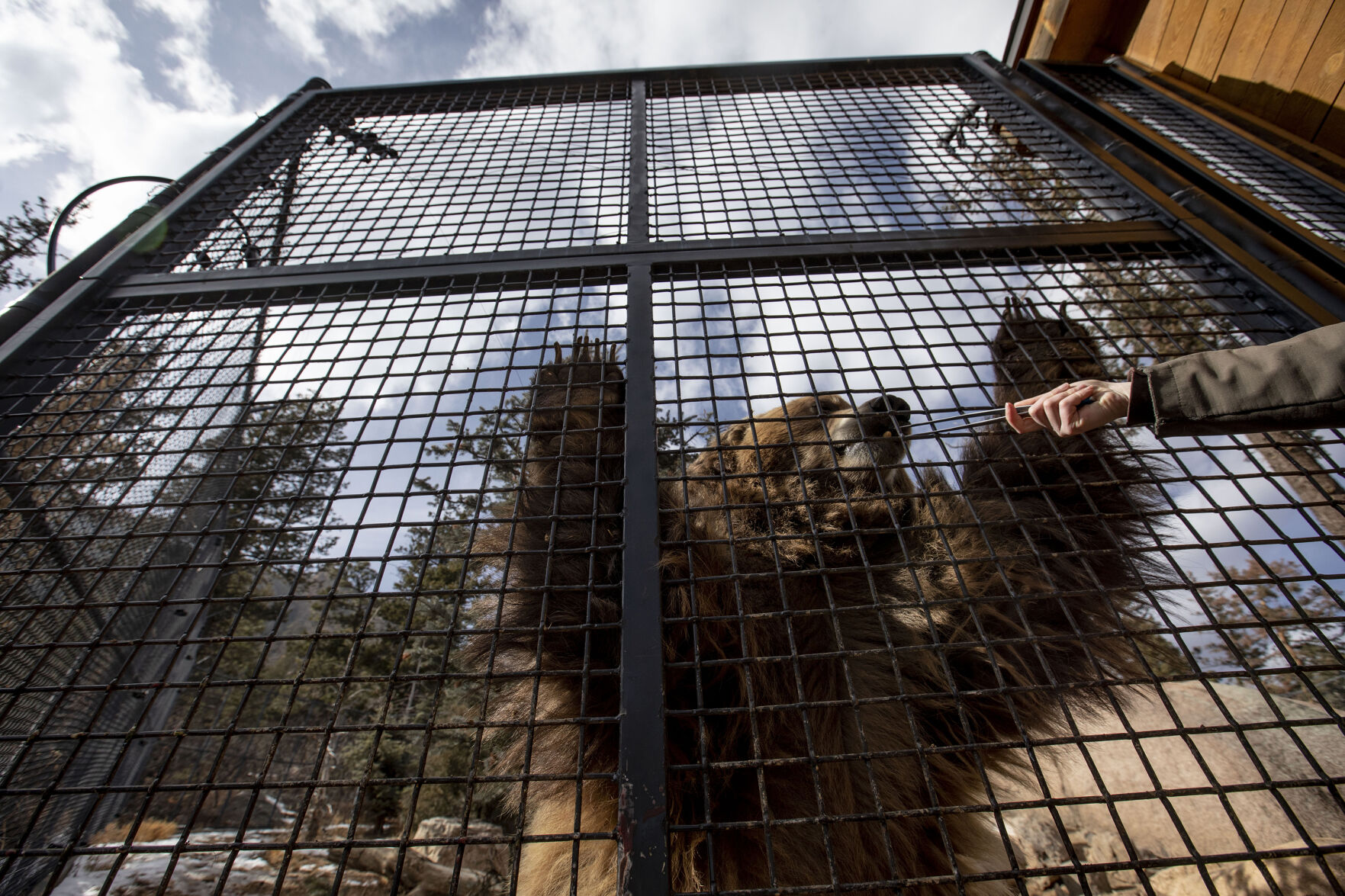 Digger the grizzly at the Rocky Mountain Wild exhibit at Cheyenne Mountain Zoo in Colorado Springs, pictured on Feb. 9, 2021. Digger and Emmett weigh around 700- to 800-pounds. (Chancey Bush/ The Gazette) (Chancey Bush/ The Gazette)