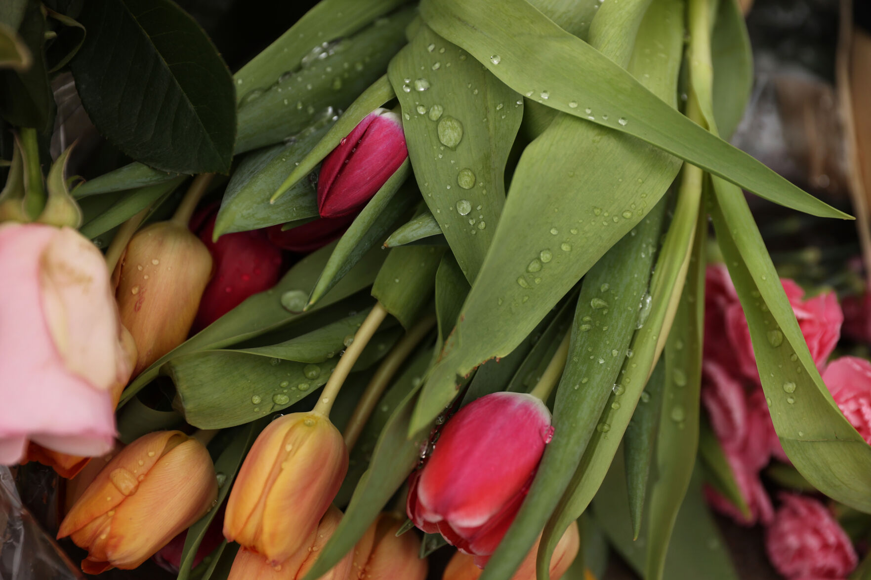 Melted snow covers a bunch of tulips resting outside the King Soopers on Table Mesa Drive in Boulder on March 23, 2021. A gunman killed 10 people in a mass shooting at the store the day before. (Forrest Czarnecki/The Gazette) (Forrest Czarnecki)
