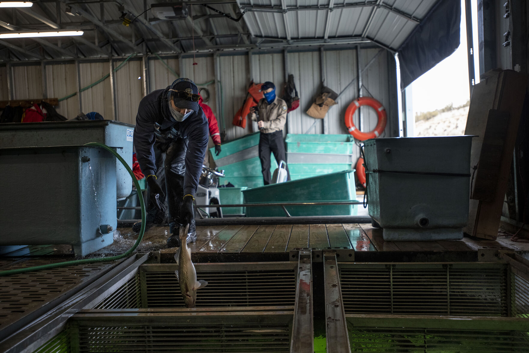 Garrett Malone, aquatic technician, sorts through walleye at the boat house at Lake Pueblo State Park as Colorado Parks and Wildlife conduct their version of March Madness, the annual walleye spawning operation in Pueblo, Colo., on Tuesday, March 23, 2021. Colorado Parks and Wildlife's goal this year is 120 million eggs statewide, with roughly 30 million to come from Lake Pueblo. 