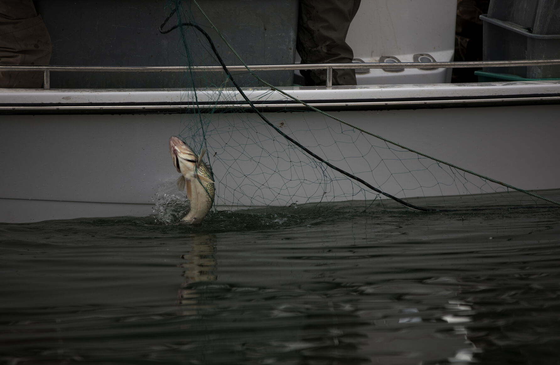 Colorado Parks and Wildlife conduct their version of March Madness, the annual walleye spawning operation at Pueblo Lake in Pueblo, Colo., on Tuesday, March 23, 2021. Colorado Parks and Wildlife's goal this year is 120 million eggs statewide, with roughly 30 million to come from Lake Pueblo. 