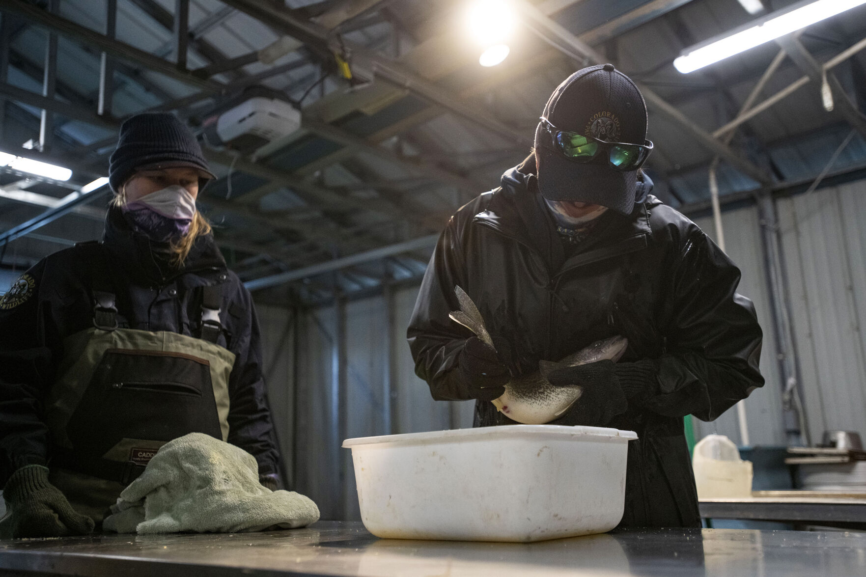 Carrie Tucker, aquatic biologist for Colorado Parks and Wildlife, right, spawns walleye fish inside the boat house with Cassidy English at Lake Pueblo State Park as Colorado Parks and Wildlife conduct their version of March Madness, the annual walleye spawning operation in Pueblo, Colo., on Tuesday, March 23, 2021. Colorado Parks and Wildlife's goal this year is 120 million eggs statewide, with roughly 30 million to come from Lake Pueblo. 