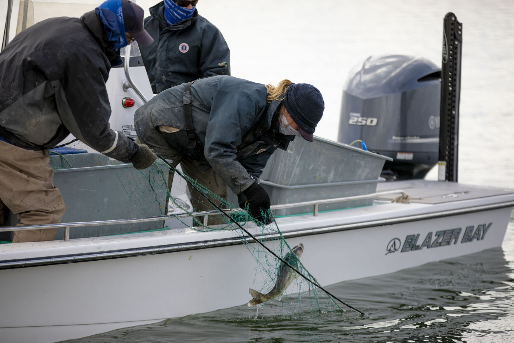 Cassidy English, District Wildlife Manager for Colorado Parks and Wildlife, pulls walleye fish from nets from Lake Pueblo State Park as Colorado Parks and Wildlife conduct their version of March Madness, the annual walleye spawning operation in Pueblo, Colo., on Tuesday, March 23, 2021. Colorado Parks and Wildlife's goal this year is 120 million eggs statewide, with roughly 30 million to come from Lake Pueblo. 