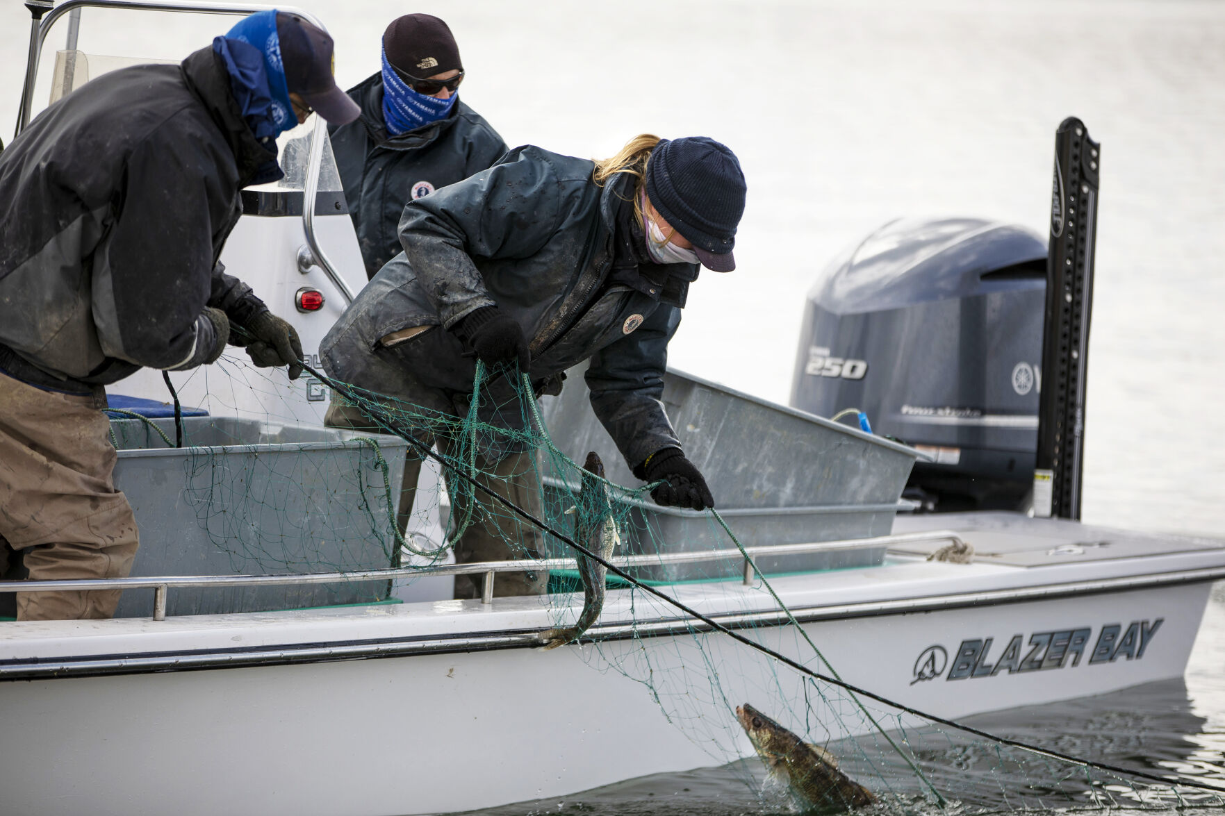 PHOTOS: Spawning of Walleye at Pueblo Lake
