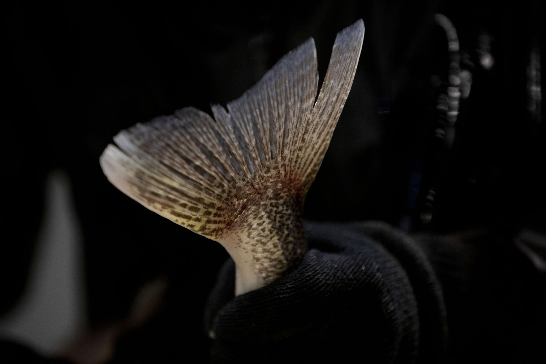 Colorado Parks and Wildlife conduct their version of March Madness, the annual walleye spawning operation at Pueblo Lake in Pueblo, Colo., on Tuesday, March 23, 2021. Colorado Parks and Wildlife's goal this year is 120 million eggs statewide, with roughly 30 million to come from Lake Pueblo. 