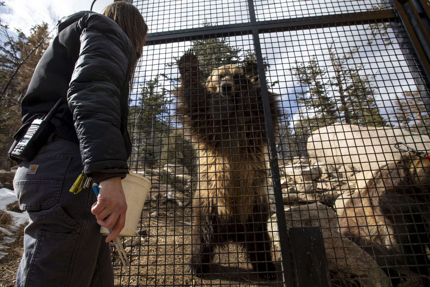 Digger the grizzly at the Rocky Mountain Wild exhibit at Cheyenne Mountain Zoo in Colorado Springs, pictured on Feb. 9, 2021. Digger and Emmett weigh around 700- to 800-pounds. (Chancey Bush/ The Gazette) (Chancey Bush/ The Gazette)